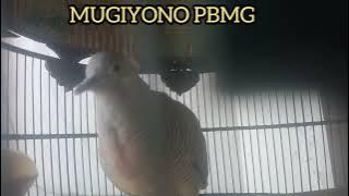 PANCINGAN SUARA BURUNG PERKUTUT BANGKOK MANGGUNG GACOR