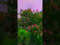 Hiway #shorts #tiktok #reels #viral #shortvideo #viralvideo #rood #flowers #bangladesh #natural