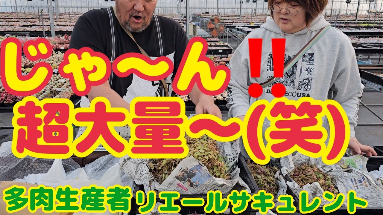 【多肉植物】【ガーデニング】  じゃんじゃじゃ～ん‼️(笑)超大量～‼️2024年1月29日