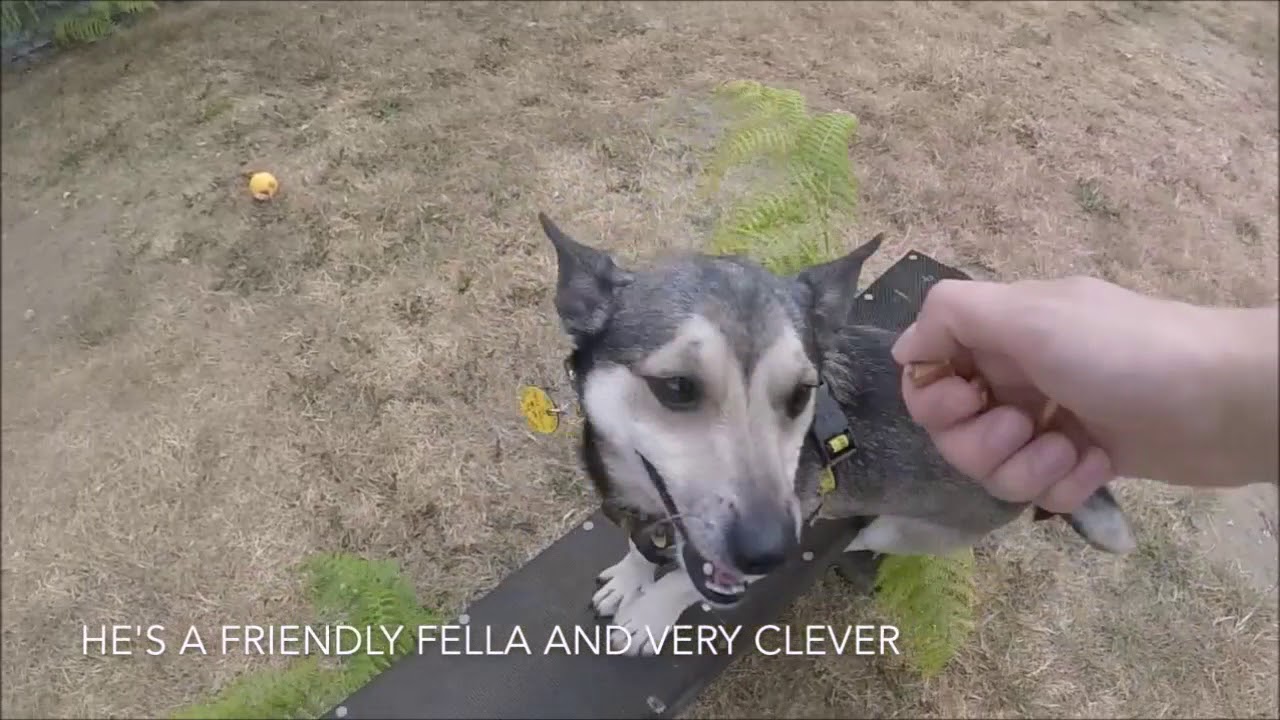 wales wisconsin Dogs Trust Snetterton - Tim