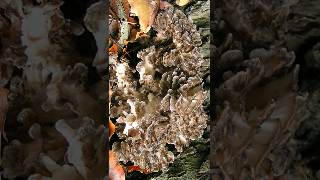🍄♧²♤¹☆¹⁶•¹⁴ Hen-of-the-Woods (Grifola frondosa) in Family (Grifolaceae)