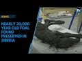 40,000-year-old baby horse found in exact shape
