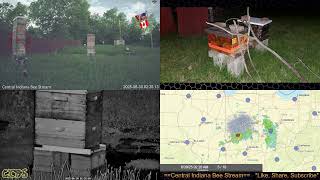 2025/6/29 Back Yard Honey Bee Buzz, Birds, Traffic & More Sounds - Indianapolis, IN