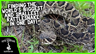 COOL REPTILES YOU CAN FIND HERPING FLORIDA! (Florida exotic reptiles, rattlesnakes, and more)