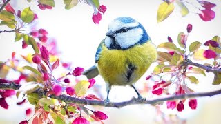 Colorful Birds in 4K | Relaxing Music