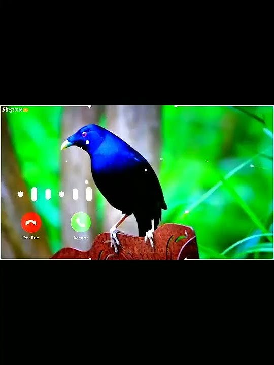 Beautiful Bird Sound Ringtone Popular Ringtone