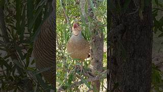 Gray Francolin Call | Secret Teetar Awaaz#HiddenCall #TeetarAwaaz #GrayFrancolin #BirdCall