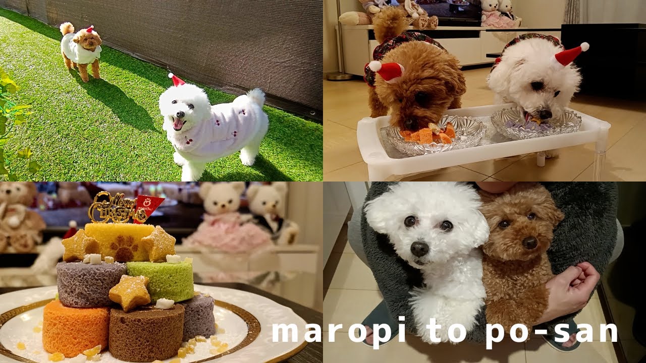 【ぽぴとまろぴ】今宵は楽しいクリスマスパーティー