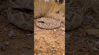 Rattlesnake adjusting its jaw!