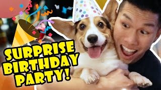 Corgis Priceless Reaction to His SURPRISE DOG BIRTHDAY PARTY! by Great Gatsby the Corgi 221,432 views 7 years ago 2 minutes, 41 seconds