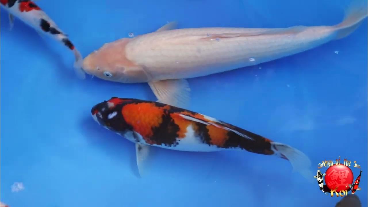 Cotskoi Auction Weekly Auction Ending September 10th, 2023. YouTube