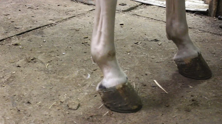 McNatt Farms Video about shoeing your Gaited Horse