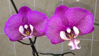 Цветение. Орхидея Насрин/Nasrin.