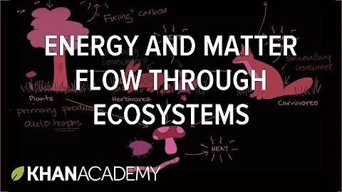 Flow of energy and matter through ecosystem  | Ecology | Khan Academy