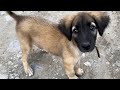 I met a cute dog on the way #cutedog #indiandoglovers #indiandog #dog