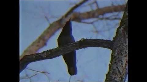 DEADSTAR - PURGATORY INTERLUDE @Smokepurpp