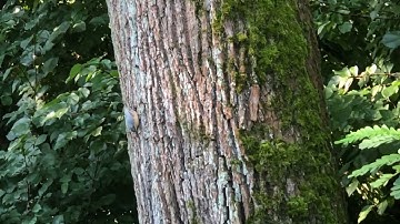 eurasian nuthatch (sitta europaea) in stargard park