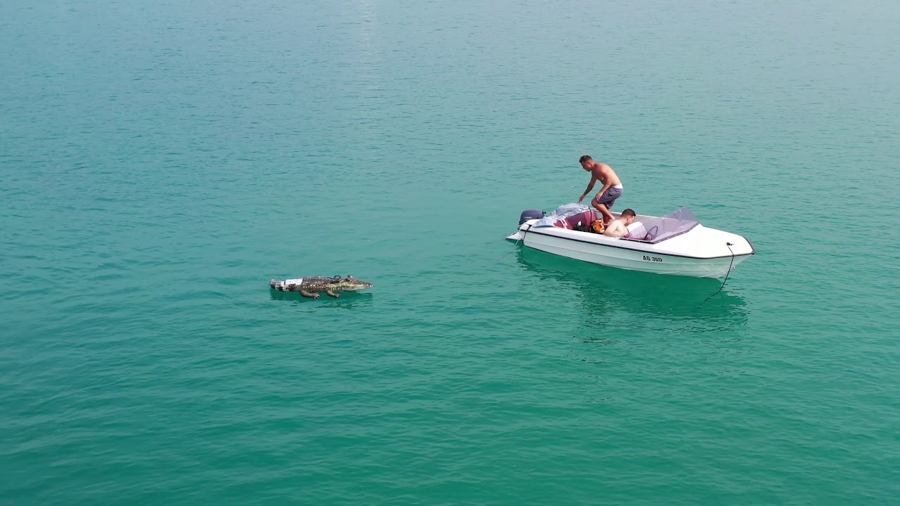 Kaiman hunting Hallwilersee🐊🇨🇭