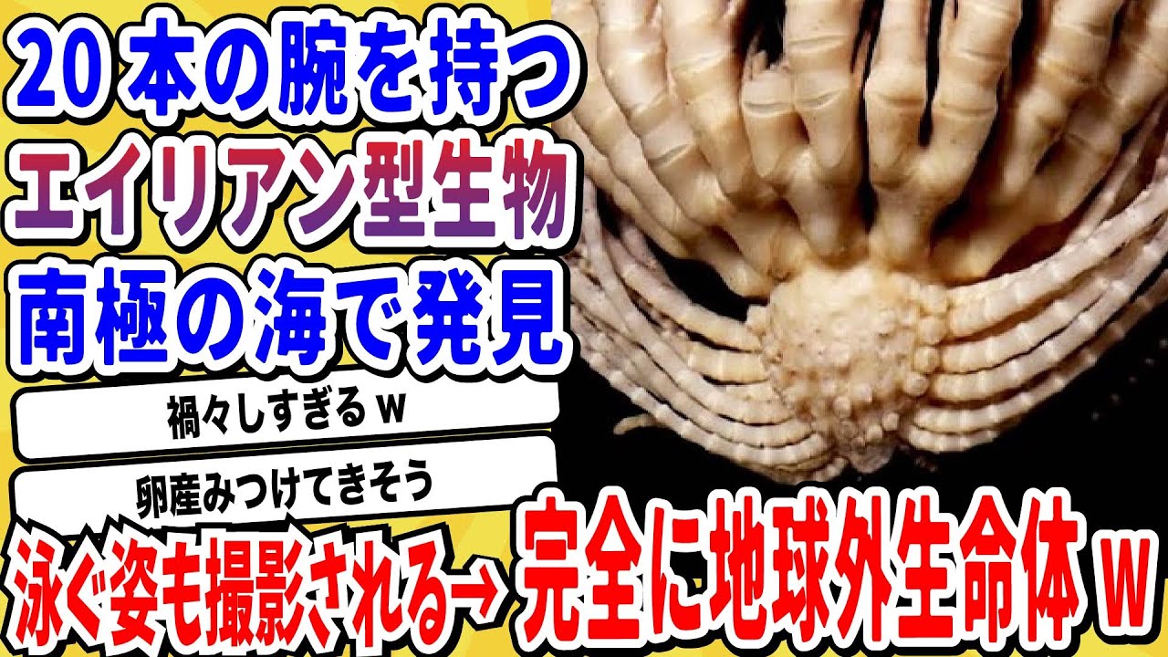 【2ch動物スレ】南極の深海で発見された新深海生物→あまりにも化け物すぎると話題にwwwww【なんj/にちゃん 面白いスレ】