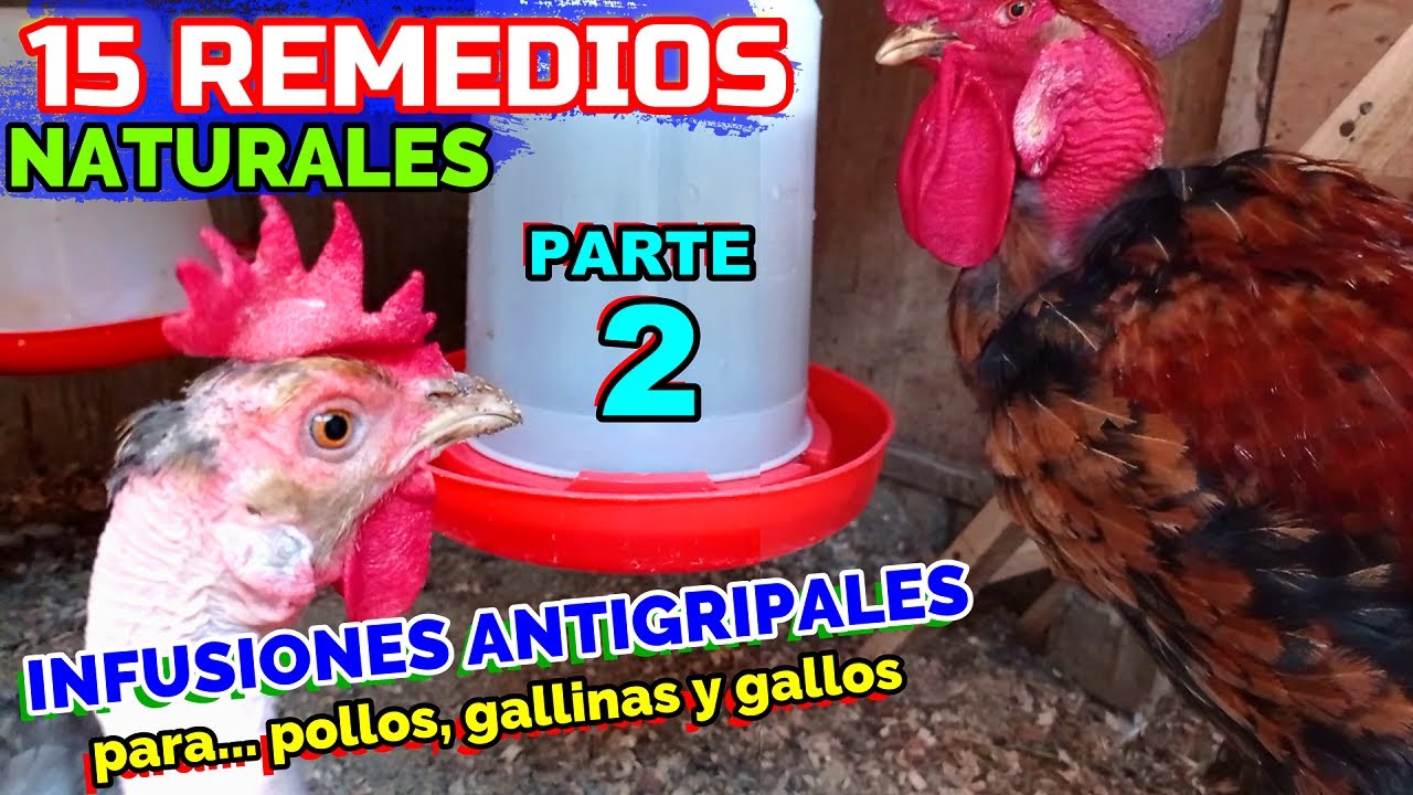 Infusiones Antigripales para POLLOS y GALLINAS 🐤🐔🐓 | 15 Remedios