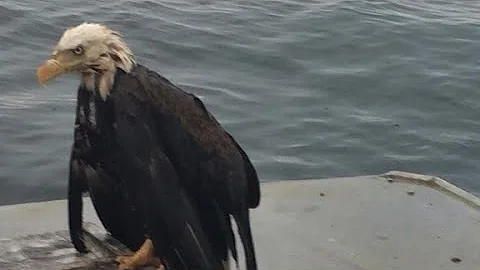 Swimming bald eagle saved from drowning