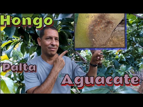 Video: Avocado Powdery Mildiu: Cómo tratar el oídio en los árboles de aguacate