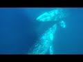 La ballena gris en Bahía Magdalena, BCS