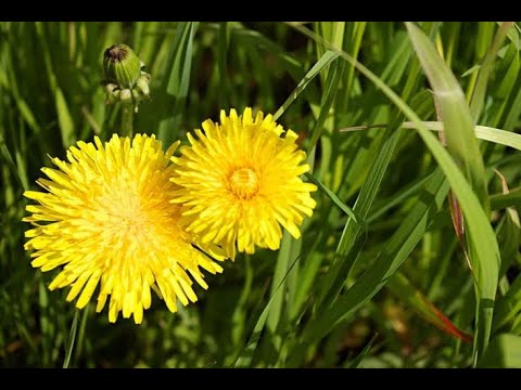 Листья и корень одуванчика