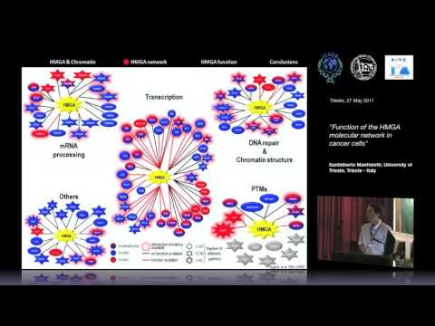 G. Manfioletti - Function of the HMGA molecular network in cancer cells