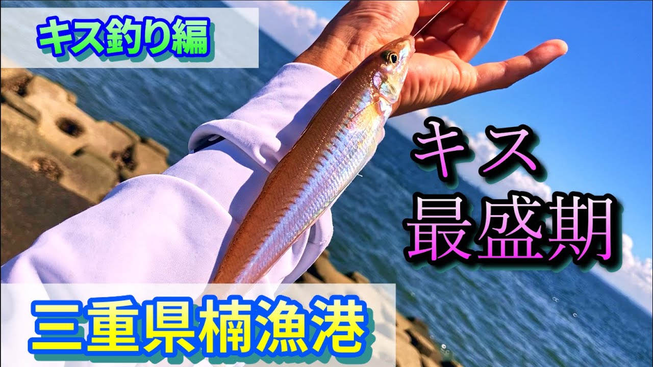 【キス釣り】三重の奥伊勢湾でキス最盛期！ちょい投げ手前5ｍでも釣れちゃいます！