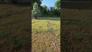 Gizmo - Stimulus work 2