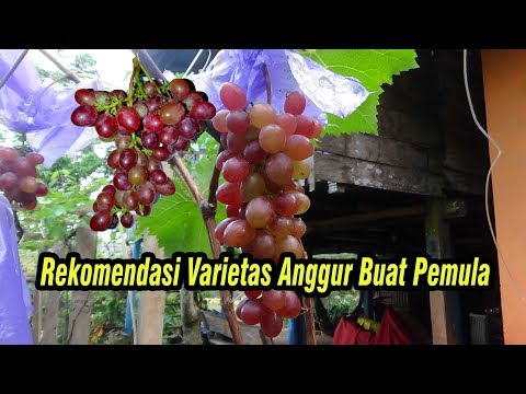 Video: Anggur Mana Yang Harus Dipilih?