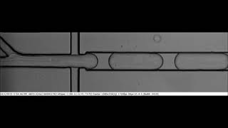 Single Cell RNA seq Droplet