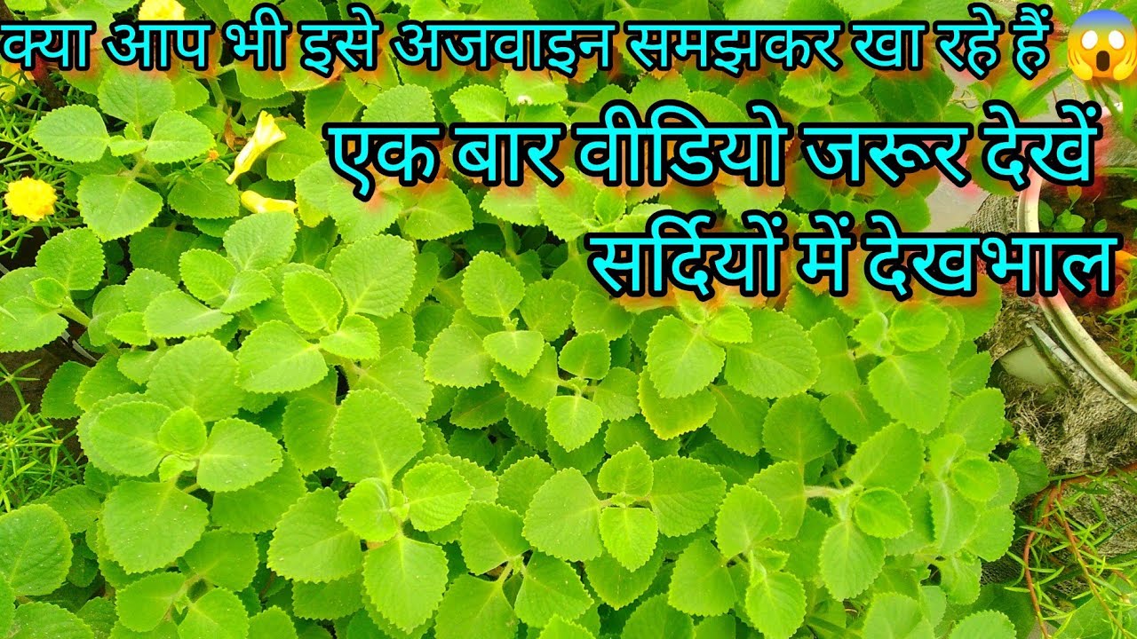 क्या इसे अजवाइन समझकर खा रहे हैं आप सर्दियों में Ajwain देखभाल / Grow