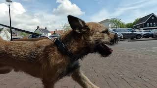 Border Terrier WOODY walkabout