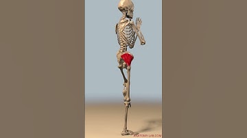 How the Gluteus Medius Stabilizes Your Body During Hip Abduction | Hip Abduction Exercise Tips