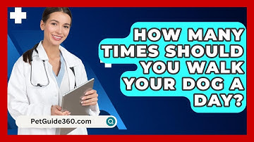 How Many Times Should You Walk Your Dog A Day? - PetGuide360.com