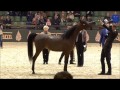 Luigi kanz al bidayer x lolita presented by tom oben