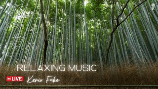 Relaxing Music 24/7, Deep Sleep Music, Stress Relief Music, Calming Music, Sleep Meditation, Yoga