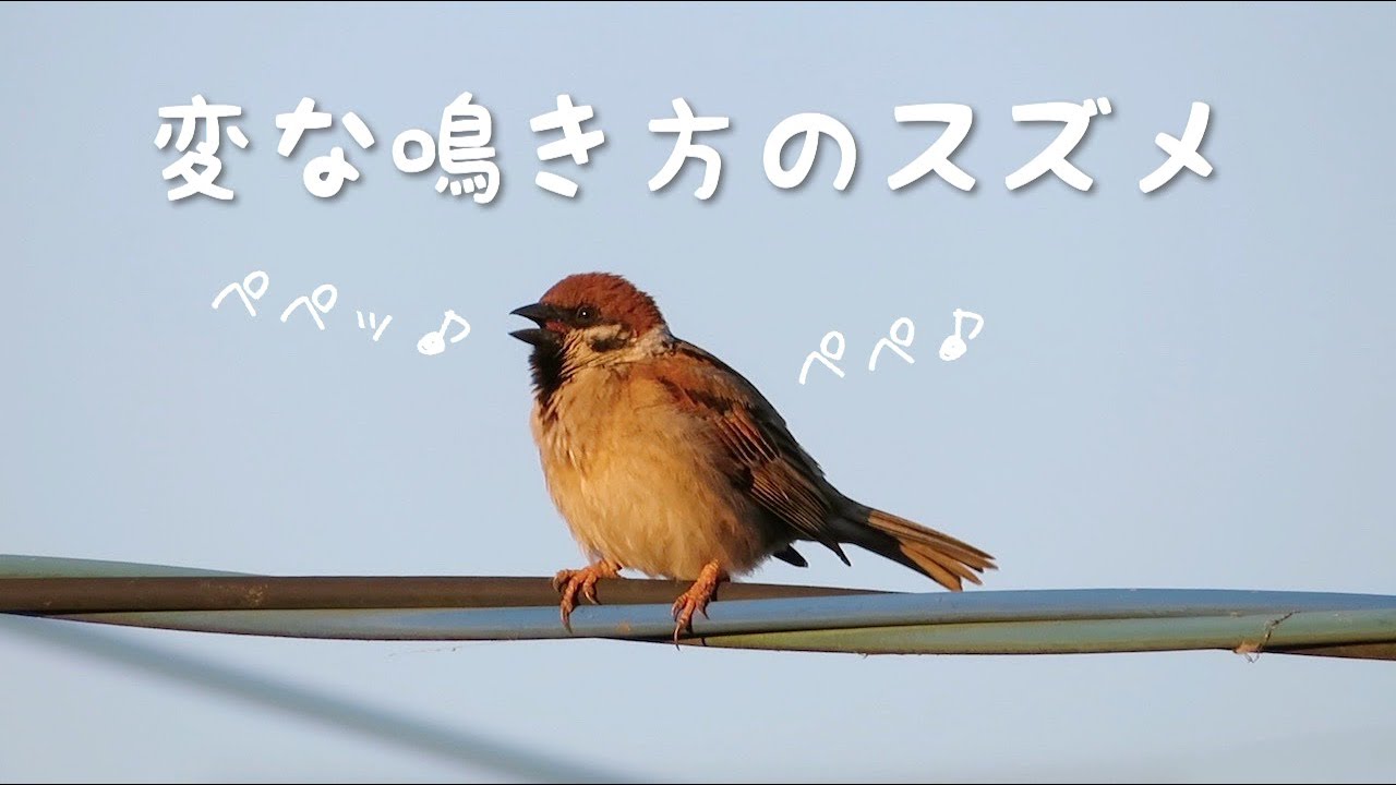 Jozpictsiv7sv 上 すずめ 鳴き声 スズメ 鳴き声 警戒 Jozpictsiv7sv 上 すずめ 鳴き声 スズメ 鳴き声 警戒