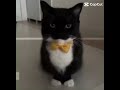 Best cat