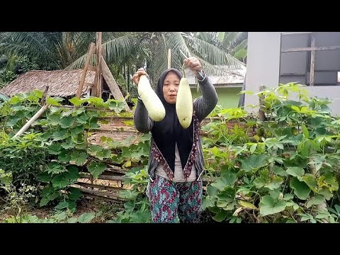 Video: Keluarga Amerika Didenda $ 500 Kerana Kebun Sayur - Pandangan Alternatif