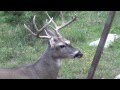 10 point buck, San Saba Texas