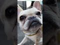 【お散歩】マイペースすぎるフレンチ・ブルドッグ #散歩 #いぬ #犬のいる暮らし