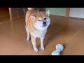 この顔が可愛いんだ