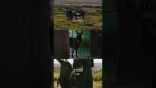 MARTIN MCDONAGH | Animals Among Us | Searchlight Pictures