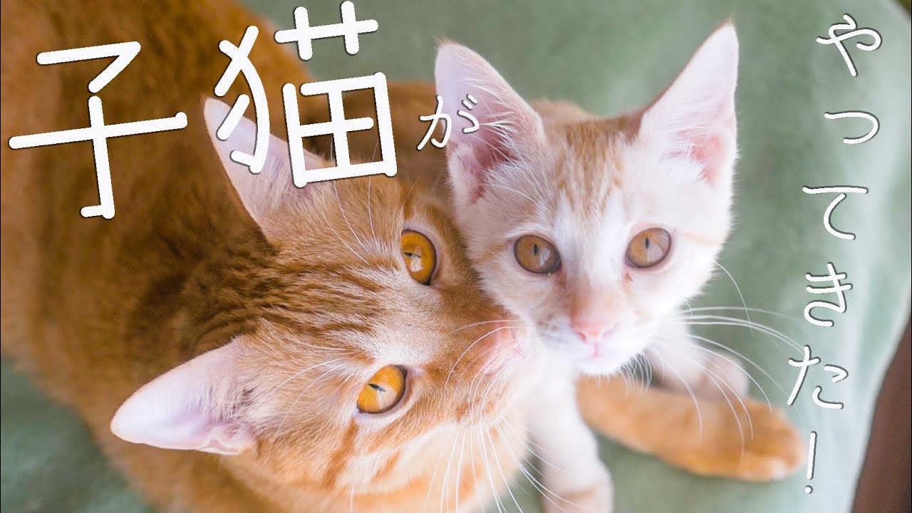 はるあんプロフィールwikiは 本名や年齢 大学はどこ 猫の種類や名前は 人気動画まとめ 禍福は糾える縄の如し Part 2