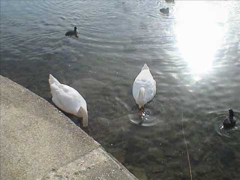 Il Cigno