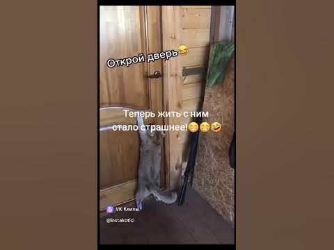 это правда говорит кот!!! #котики котик не мой😊 - YouTube