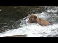 Brown Bears Salmon Fishing in Cooper Landing, Alaska